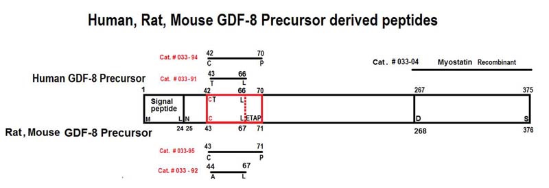 Myostatin Precursor